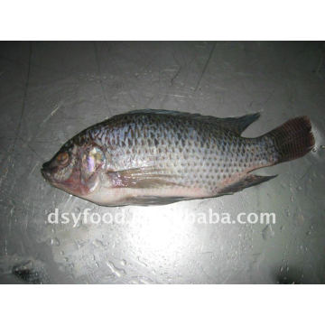 Frozen Black Tilapia WGS WGGS W/R